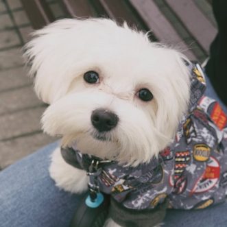 NATIONAL DOG MILL RESCUE